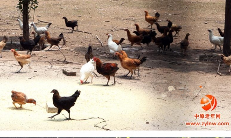 新鄉(xiāng)市基督教愛德養(yǎng)老院