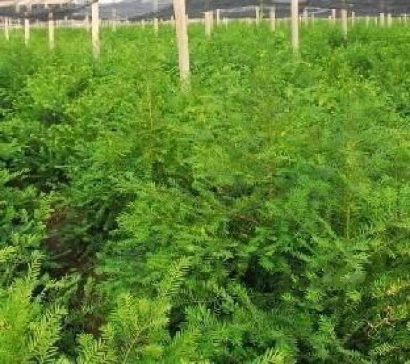 北戴河紅豆杉癌癥康養(yǎng)樂園 北戴河紅豆杉癌癥康養(yǎng)樂園