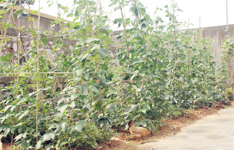 銅陵市銅官山區(qū)濱江養(yǎng)老院 銅陵市銅官山區(qū)濱江養(yǎng)老院