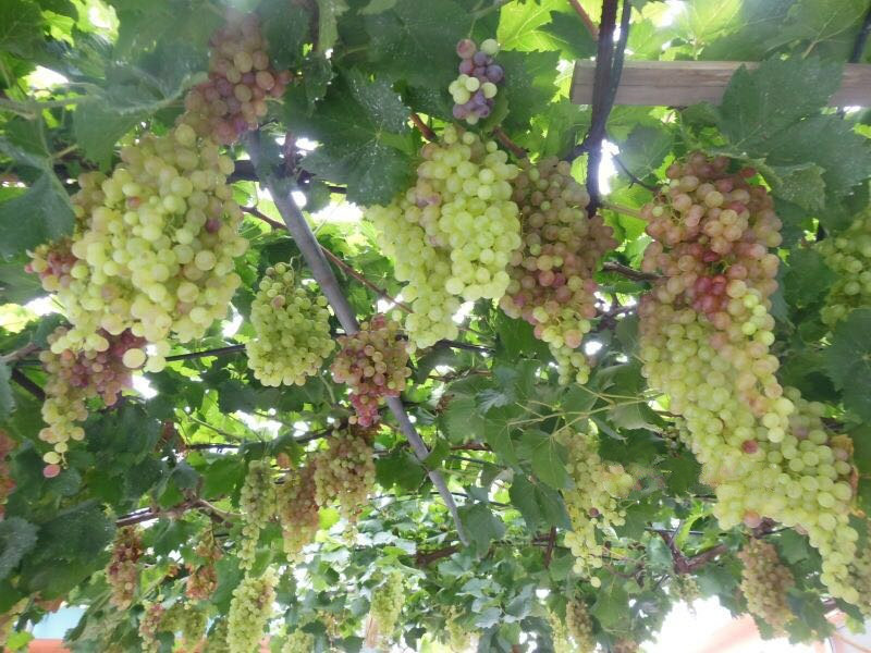 煙臺市芝罘區(qū)君祥老年公寓 煙臺市芝罘區(qū)君祥老年公寓