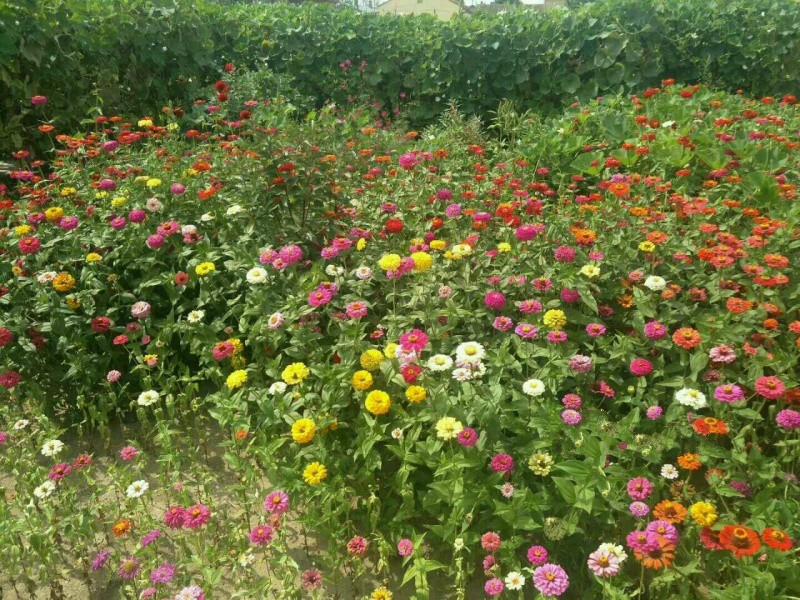 哈爾濱道里區(qū)機場路新農(nóng)鎮(zhèn)冠誠老年公寓