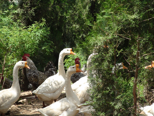 濟(jì)南市歷城區(qū)長(zhǎng)壽山國(guó)際生態(tài)養(yǎng)老園 濟(jì)南市歷城區(qū)長(zhǎng)壽山國(guó)際生態(tài)養(yǎng)老園