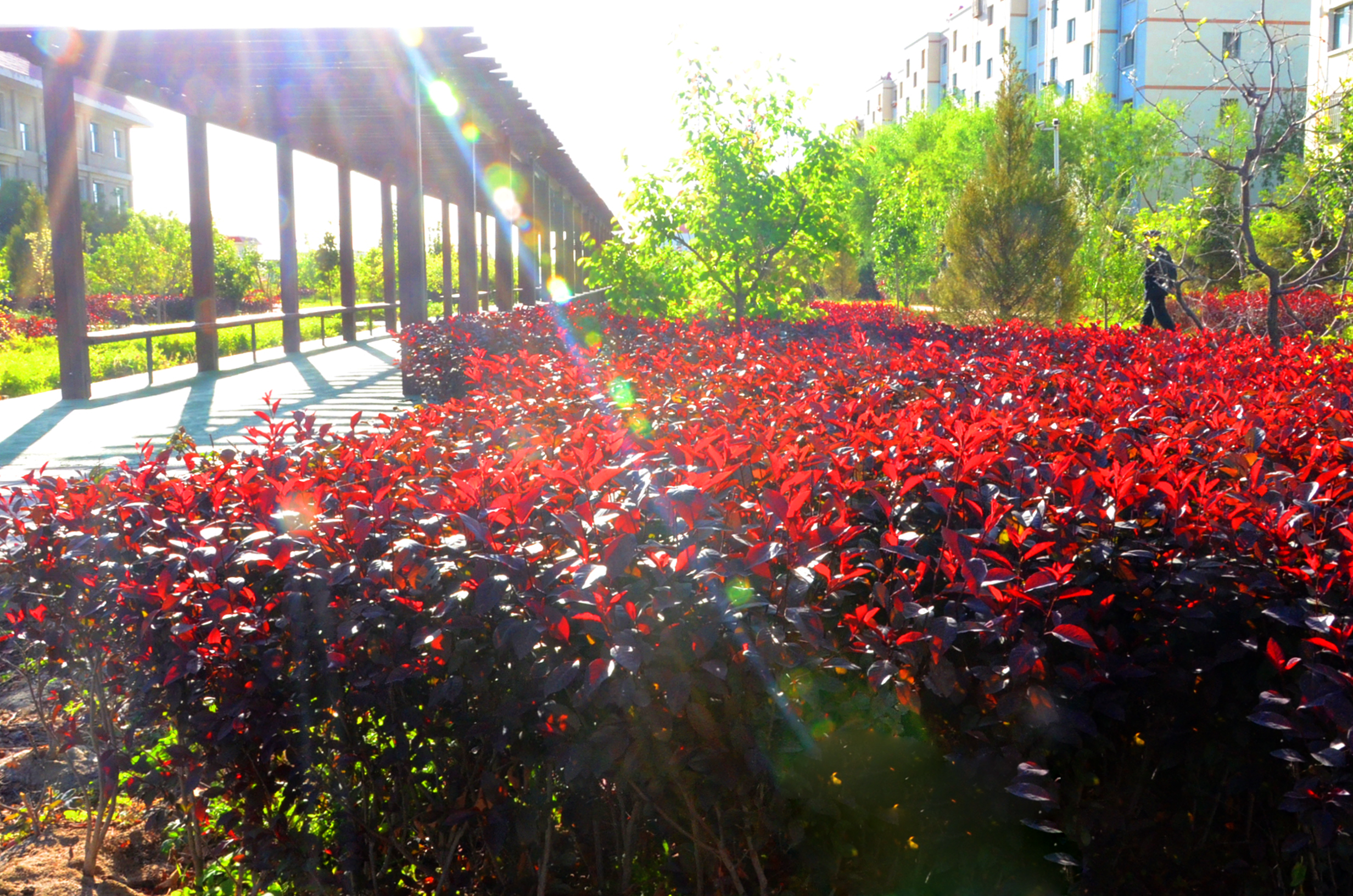 肅州區(qū)老年養(yǎng)護院 肅州區(qū)老年養(yǎng)護院