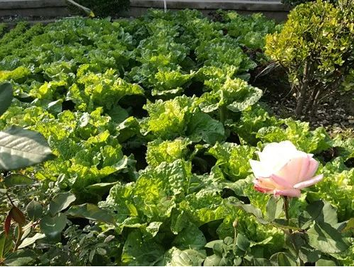 1546585982735041475.png QQ截圖20190104150930.png