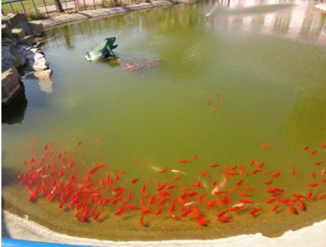 1604472167835018087.png 青島市夕陽紅老年公寓3.png