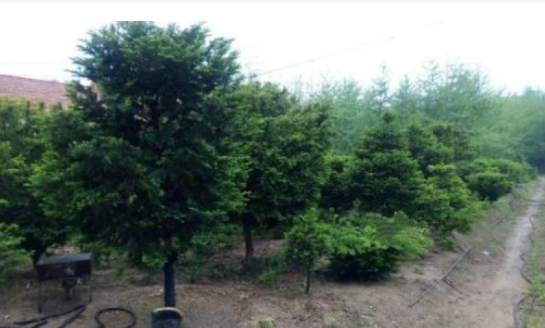 1620723185823042588.png image.png