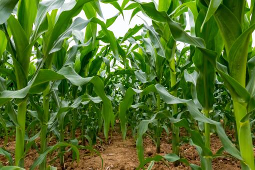 1631587560224032198.jpg 1631587560224032198.jpg